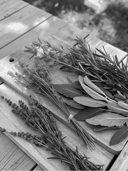 Detalle de plantas medicinales en el herbolario